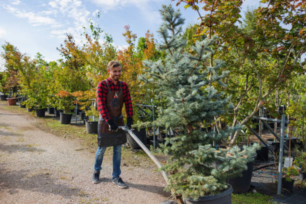 Best Tree Disease Treatment  in Sun Valley, NV