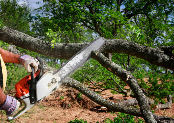 Best Tree Trimming and Pruning  in Sun Valley, NV