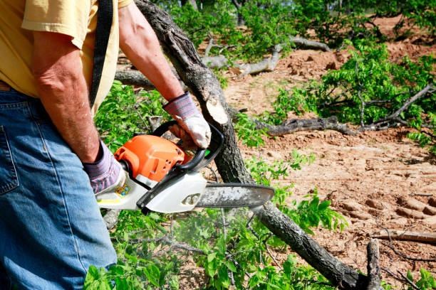 Best Fruit Tree Pruning  in Sun Valley, NV